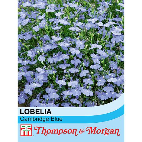Flowers 1000 Seed Lobelia Cambridge Blue Thompson & Morgan