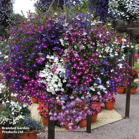 Lobelia 'Cascade Improved Mixed'