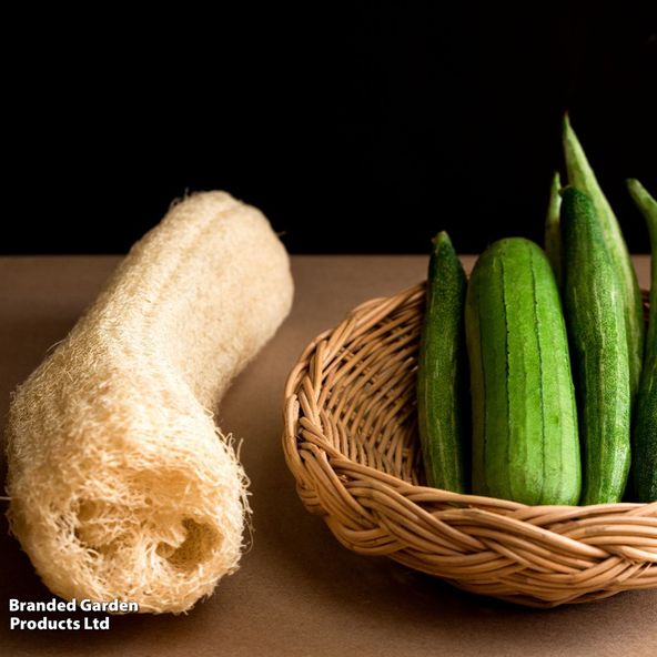 Luffa - Seeds