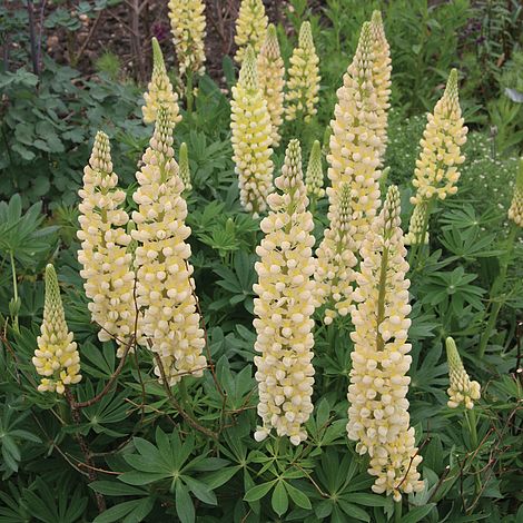 Lupin Chandelier Plants Thompson, What Is The Meaning Of Chandelier Plant