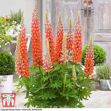 Lupin 'Terracotta'