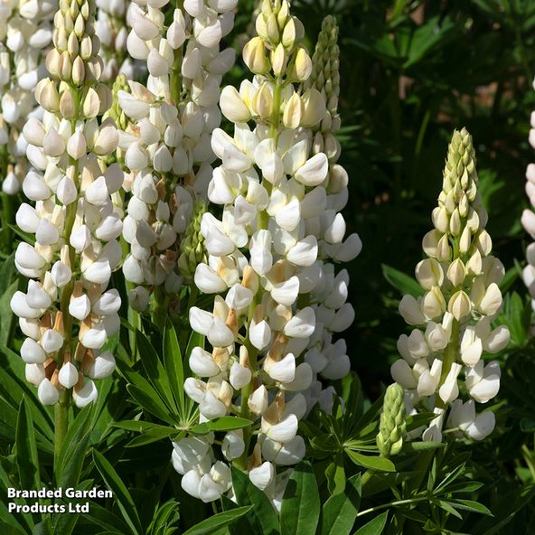 Lupin Legendary White Shades