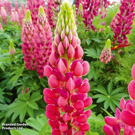 Lupin 'Lupini Red'