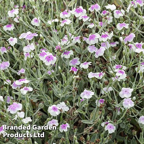 Biennial Plants