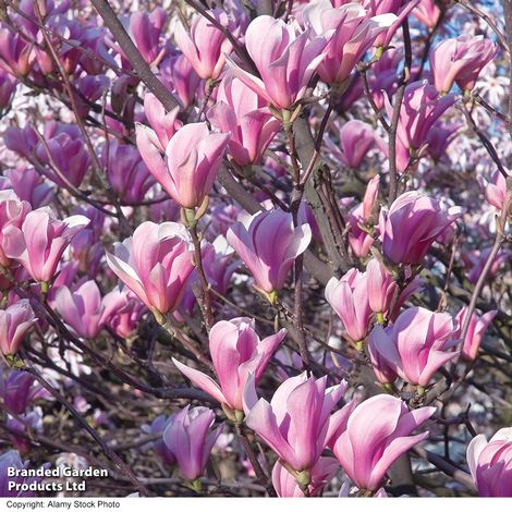 Magnolia Heaven Scent (Mature Tree)