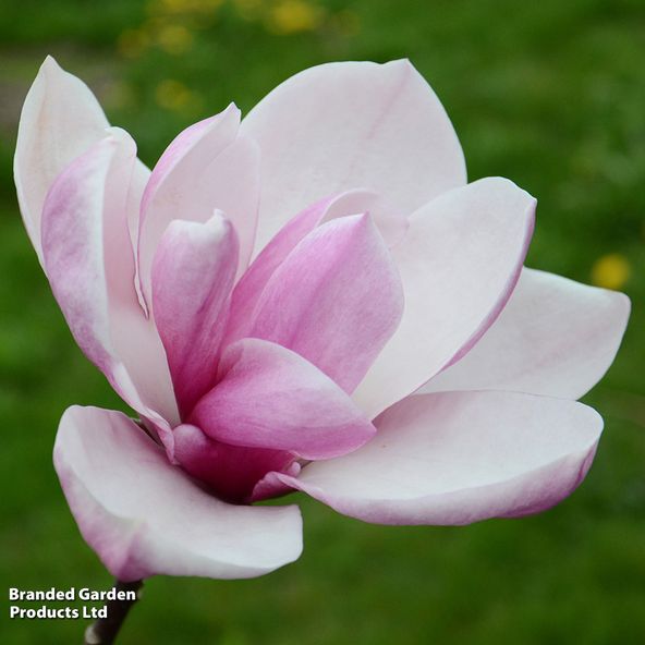 Magnolia 'Tiketare'