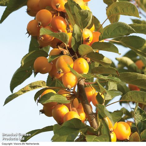 Crab Apple Golden Hornet (Mature Tree)