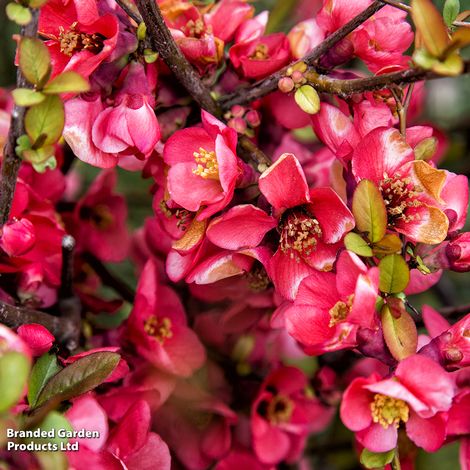 Crab Apple Neville Copeman (Mature Tree)