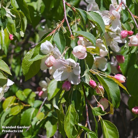 Crab Apple Red Jade (Mature Tree)