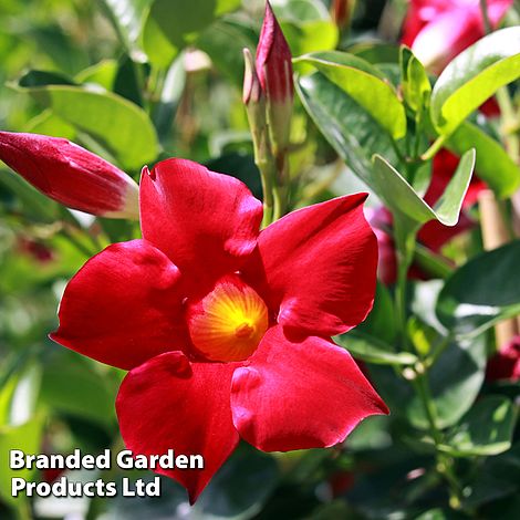 Mandevilla sanderi 'Bloom Bells&reg; Red'