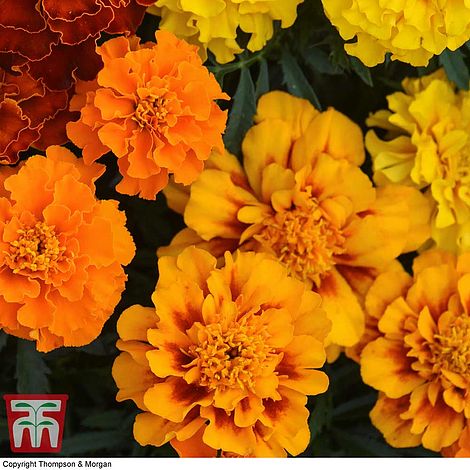 marigold 'bonita mixed' seeds thompson & morgan
