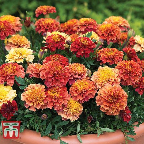 Marigold Strawberry Blonde Garden Plant Half-Hardy Annual Flowering Garden Plants Easy to Grow Your Own 15x Garden Ready Plants by Thompson and Morgan