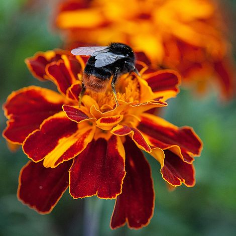 - 100 Seeds Thompson & Morgan Afro French Marigold Konstance Flower 