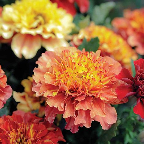 Marigold Strawberry Blonde Garden Plant Half-Hardy Annual Flowering Garden Plants Easy to Grow Your Own 15x Garden Ready Plants by Thompson and Morgan