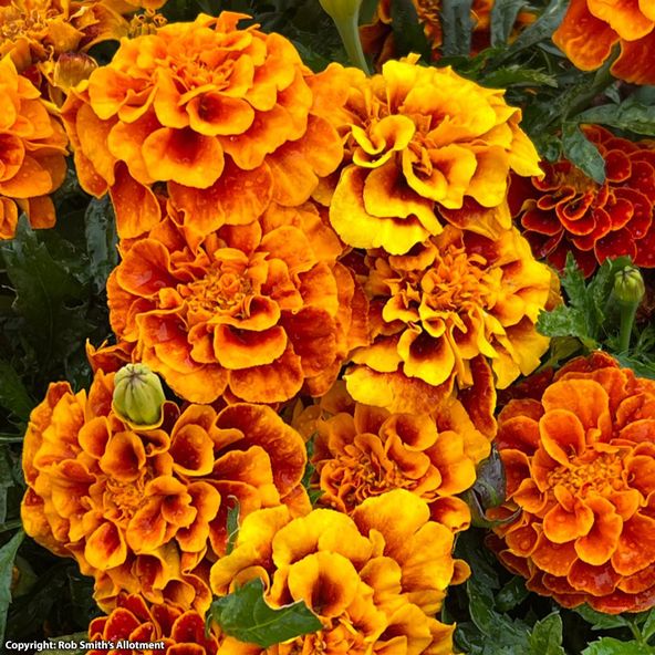 Marigold Bonita Mix - Seeds