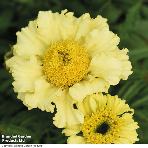 Marigold Daisy Wheel Lemon - Seeds