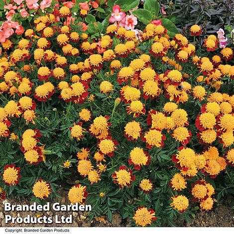 Marigold Solan (French) - Seeds