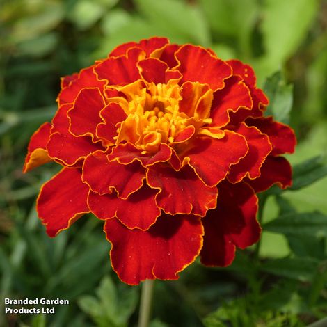 Marigold Spanish Brocade (French) - Seeds