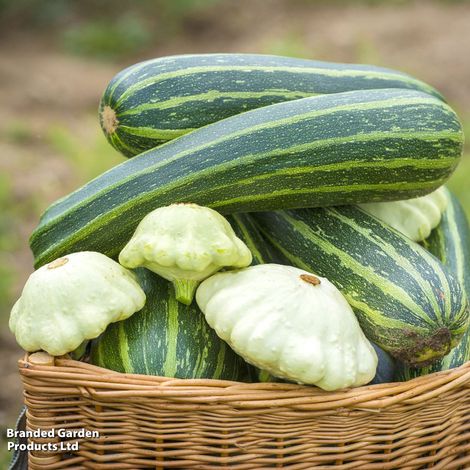 Squash 'Polo' F1 - Seeds