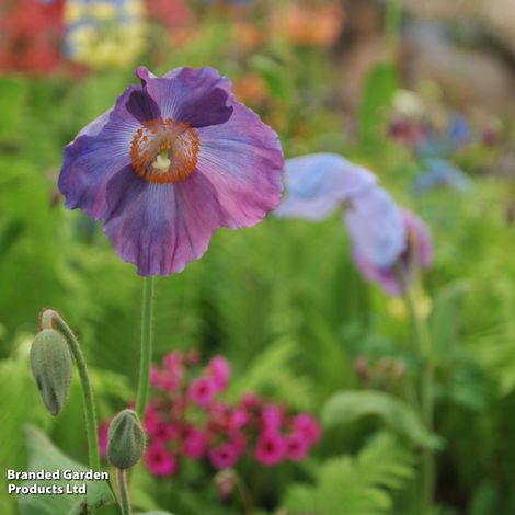Meconopsis baileyi Hensol Violet