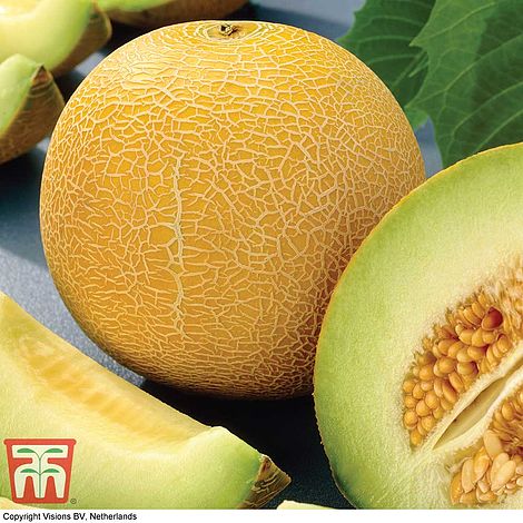 Melon Caramel 10 Seeds  Ukrainian seeds Дыня Карамель Farmer's dream
