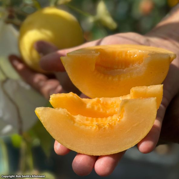Melon Honey Drops Dara F1 - Seeds