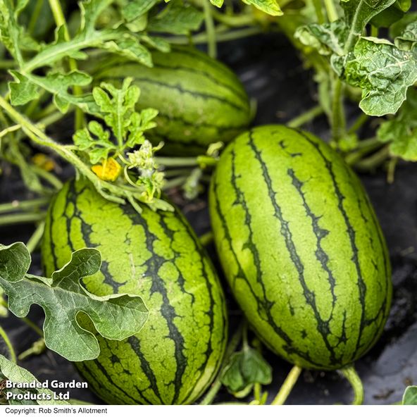 Watermelon Patio Sweetie
