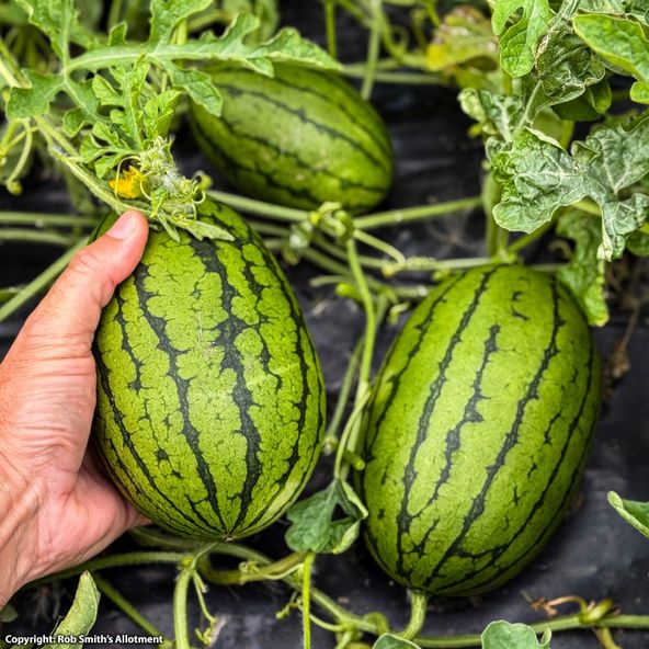 Watermelon Patio Sweetie F1 - Seeds