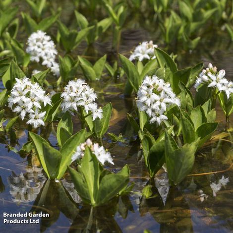 Menyanthes trifoliata (Marginal Aquatic)