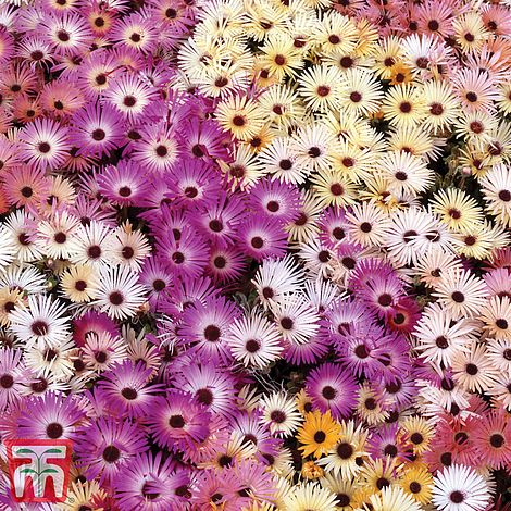 1000 graines Kings Semences-Mesembryanthemum Magic Carpet