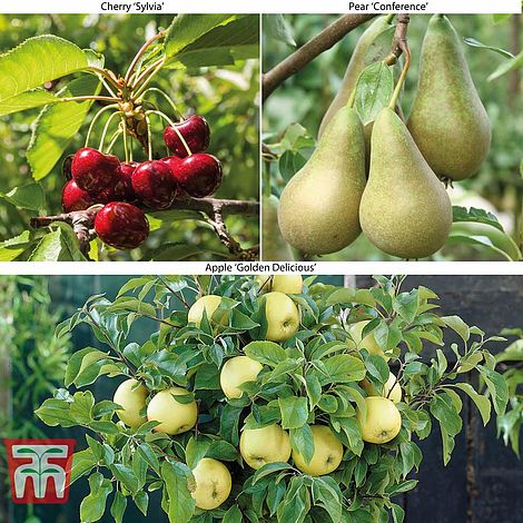 Fruit Tree Collection Mini, Patio Fruit Trees In Pots Uk
