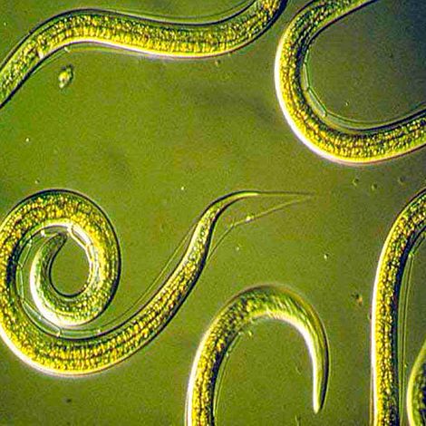 Biological Control - Nemasys Caterpillar and Codling Moth Killer