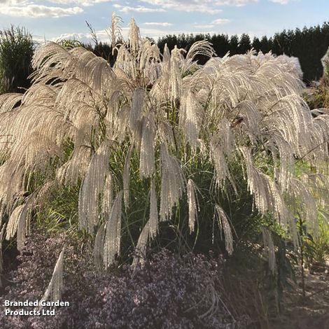 Miscanthus sinensis 'Silver Charm'