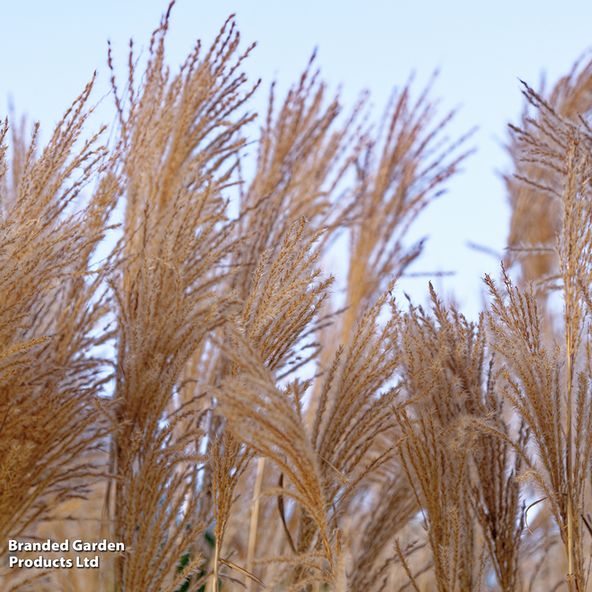Miscanthus sinensis Yakushima Dwarf