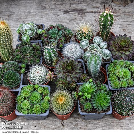 Cacti & Succulent House Plants - Over 50 Easy-Care Varieties