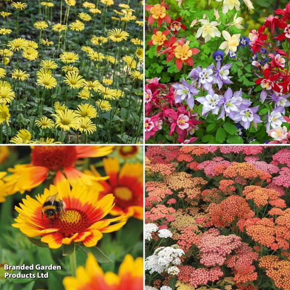 Middle of Border Perennial Collection