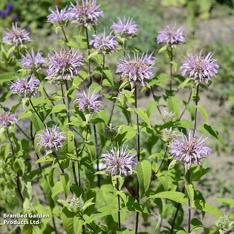 Monarda Elsies Lavender