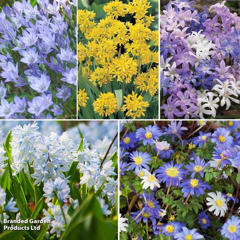 Mixed Spring Bulbs