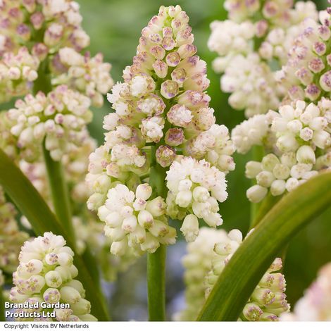 Muscari Lady Madonna