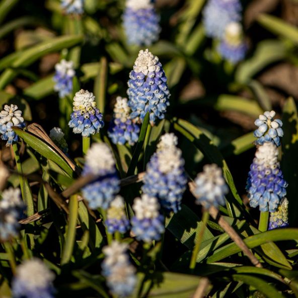 Muscari armeniacum Mountain Lady
