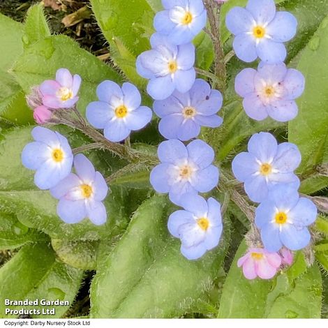 Myosotis My Oh My