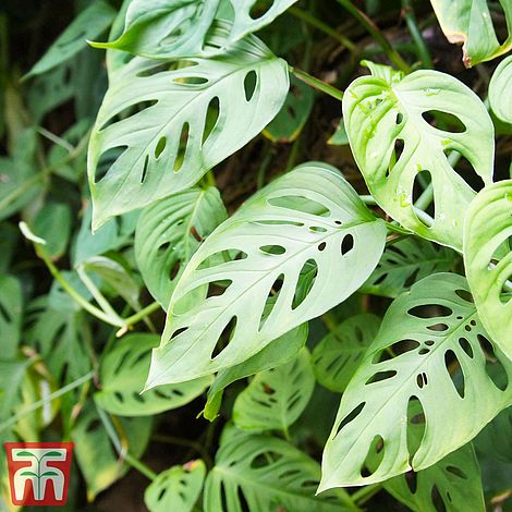 monstera 'monkey leaf' house plant thompson & morgan