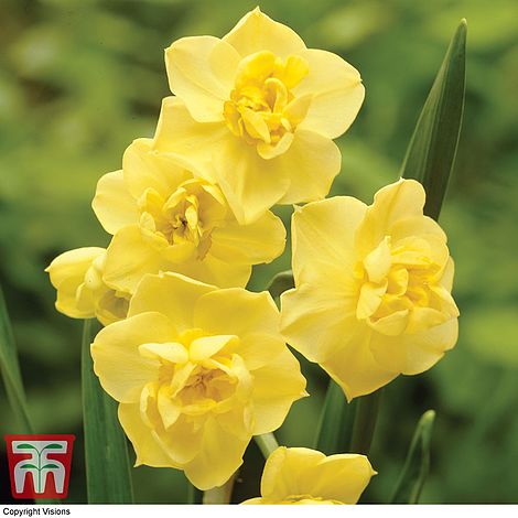 Narcissus Yellow Cheerfulness Thompson Morgan