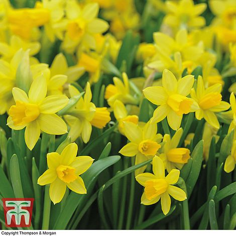Low Maintenance and Easy to Grow Spring Garden Plant 100 x Daffodil Tete-a-Tete Bulbs by Thompson /& Morgan Mini Daffodil Bulbs Hardy Spring Bulbs Narcissus with Bright Yellow Flowers