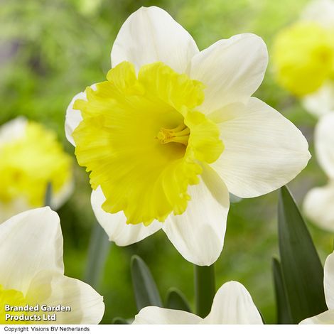 Narcissus 'Attraction'