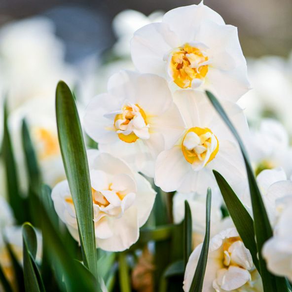Narcissus 'Bridal Crown'