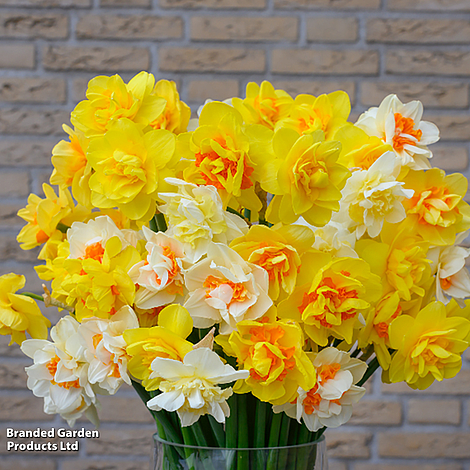 Daffodil Double Classic Mix
