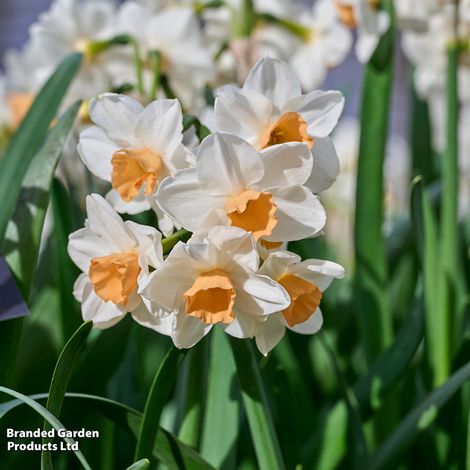 Narcissus Kapiti Peach