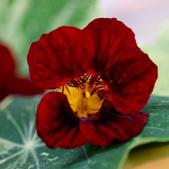 Nasturtium 'Queen Dark Red' - Seeds