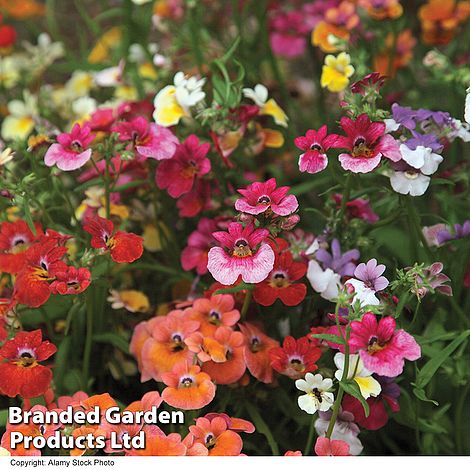 Nemesia Carnival Mixed - Seeds